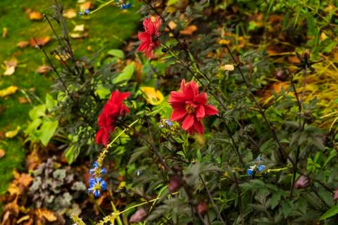 Flowers in hyde park Stock Photos