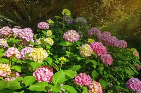 Flowers of hydrangea  (  Hydrangea macrophylla ) in garden Stock Photos