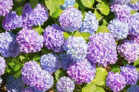 Flowers of Hydrangea ( Hydrangea macrophylla ) in garden Stock Photos
