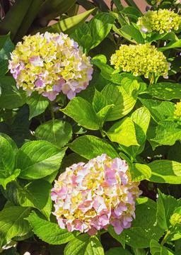 Flowers of hydrangea  (  Hydrangea macrophylla ) in garden Stock Photos