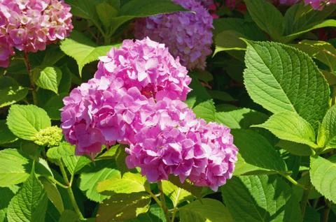 Flowers of Hydrangea ( Hydrangea macrophylla ) Stock Photos