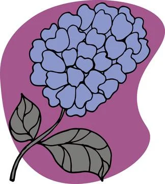Flowers hydrangea Stock Illustration
