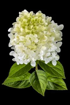 Flowers of hydrangea, isolated on black background Stock Photos