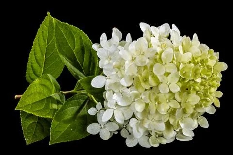 Flowers of hydrangea, isolated on black background Foto stock