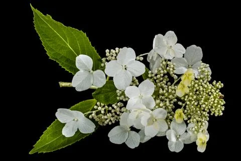 Flowers of hydrangea, isolated on black background Foto stock