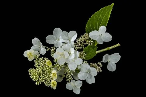 Flowers of hydrangea, isolated on black background Flowers of hydrangea, i... Foto stock