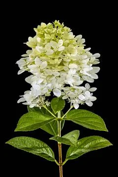 Flowers of hydrangea, isolated on black background Flowers of hydrangea, i... Foto stock