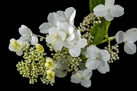 Flowers of hydrangea, isolated on black background Flowers of hydrangea, i... Foto stock