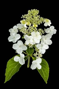 Flowers of hydrangea, isolated on black background Flowers of hydrangea, i... Foto stock