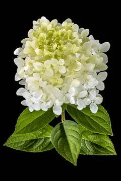 Flowers of hydrangea, isolated on black background Flowers of hydrangea, i... Foto stock
