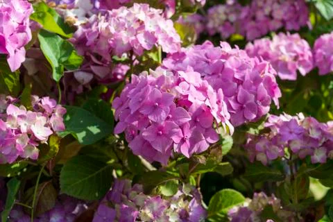 Flowers of Hydrangea Stock Photos