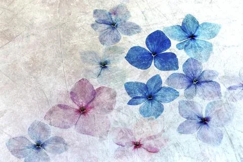 Flowers of a hydrangea with texture 스톡 사진