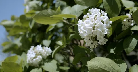 Flowers hydrangeas rocking in the wind on the background of the sky close-up. Stock Footage 112570700