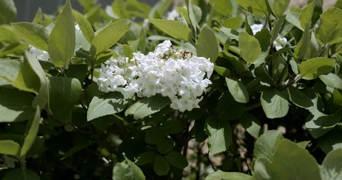 Flowers hydrangeas rocking in the wind close-up. Stock Footage 112570158