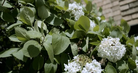 Flowers hydrangeas rocking in the wind close-up. slow motion Stock Footage 112570414
