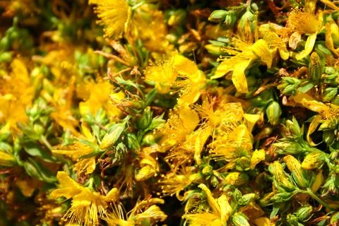 Flowers Hypericum Stock Photos