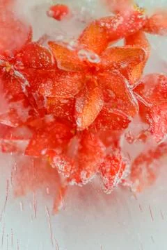 Flowers in ice Stock Photos