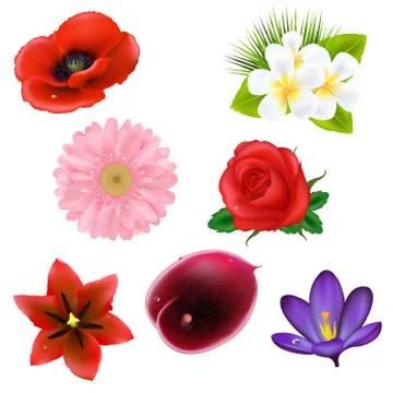 Flowers Illustrazione stock