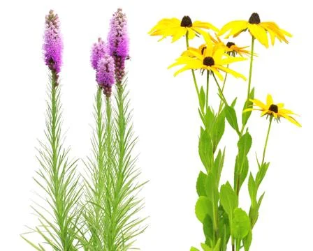 Flowers Stock Illustration