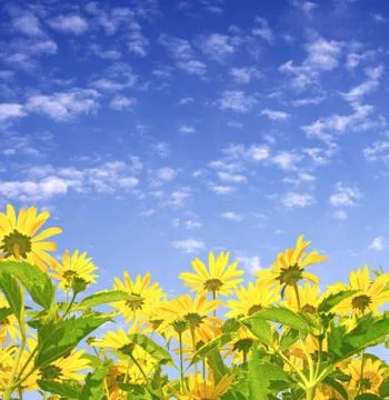 Flowers Stock Illustration