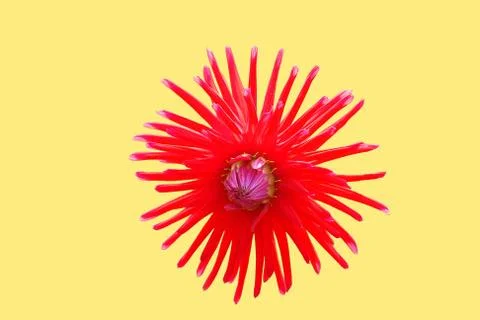 Flowers Stock Illustration
