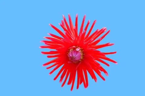 Flowers Stock Illustration