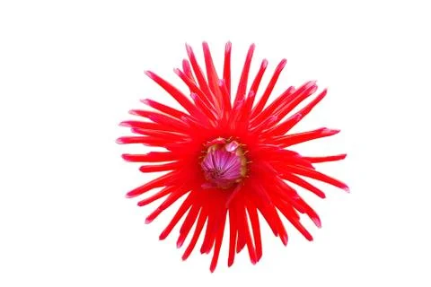 Flowers Stock Illustration