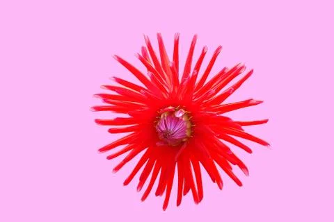 Flowers Stock Illustration