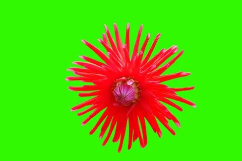 Flowers Stock Illustration