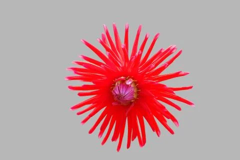 Flowers Stock Illustration