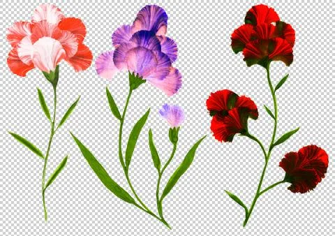 Flowers Stock Illustration