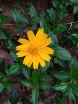 Flowers image Stock Photos