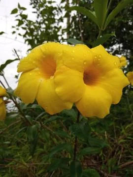 Flowers image Stock Photos