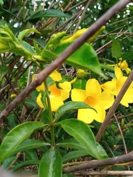 Flowers image Stock Photos