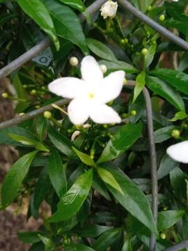 Flowers image Stock Photos