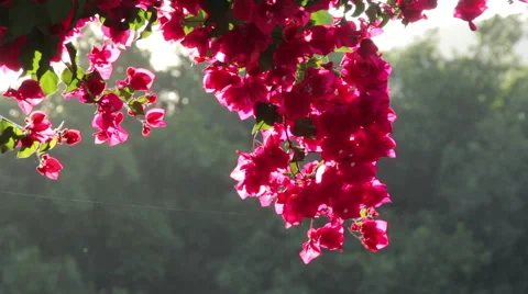 Flowers of India. Mysore. Karnataka Stock Footage 44273580