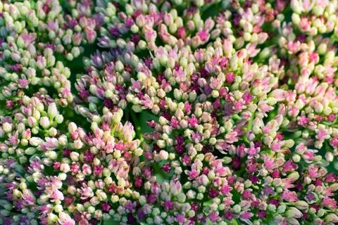 Flowers inflorescence background Stock Photos