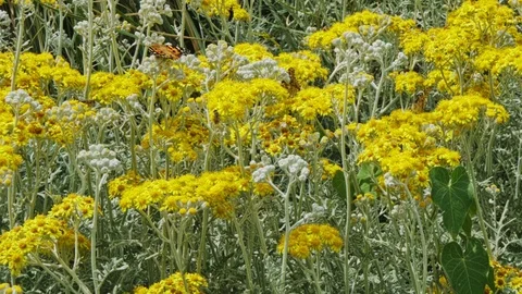Flowers With Insects Stock Footage 109066582