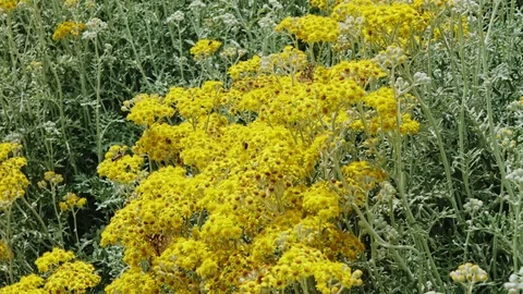 Flowers With Insects Stock Footage 109066977