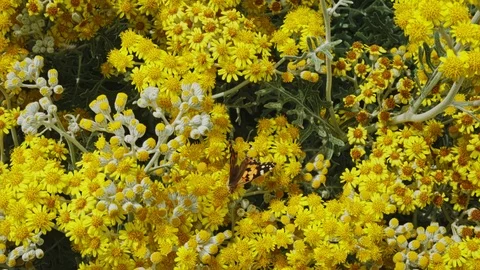 Flowers With Insects Stock Footage 109067717