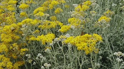 Flowers With Insects Stock Footage 109072576