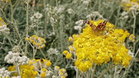 Flowers With Insects Stock Footage 109072683