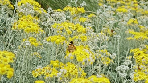 Flowers With Insects Stock Footage 109072893