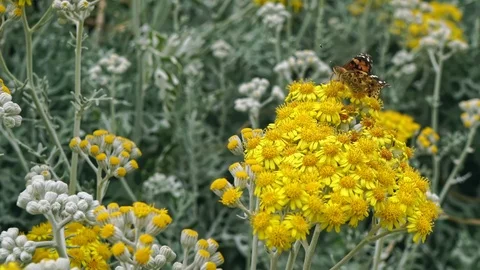 Flowers With Insects Stock Footage 109073699