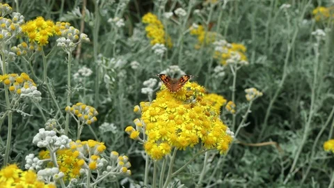 Flowers With Insects Stock Footage 109074117