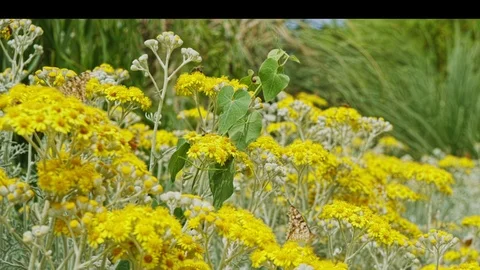 Flowers With Insects Stock Footage 109074254