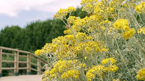 Flowers With Insects Stock Footage 109074349