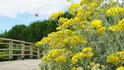 Flowers With Insects Stock Footage 109104342
