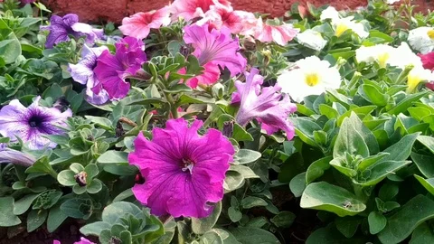 Flowers inside a Garden Stock Footage 126748552