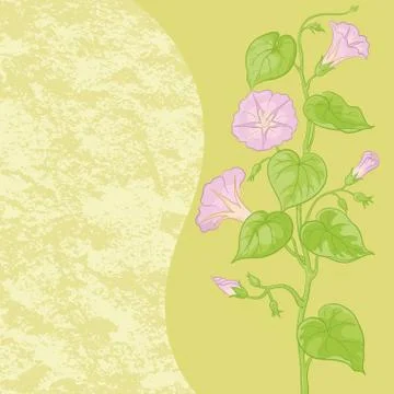 Flowers ipomoea and abstract pattern Stock Illustration